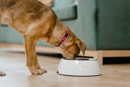 How Meal Timing Influences Your Nutritional Success