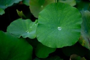 Nourishing Mom: The Vital Power of Postpartum Hydration